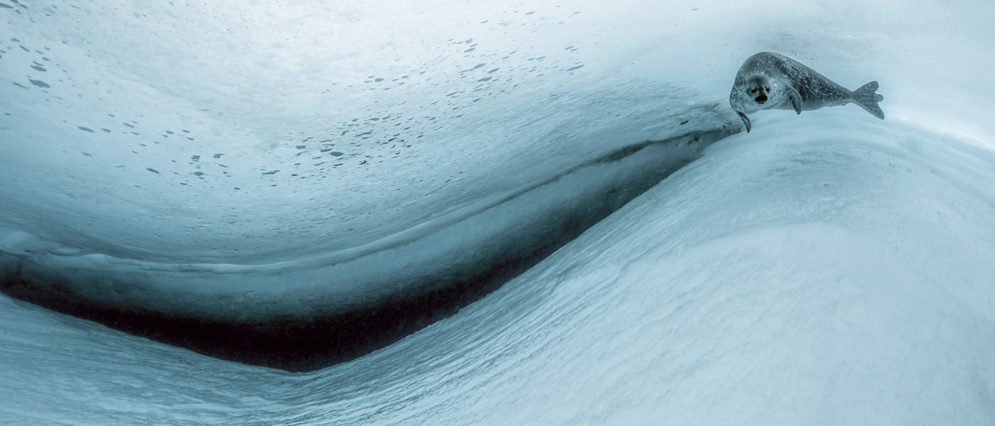 SOUS L'ANTARCTIQUE