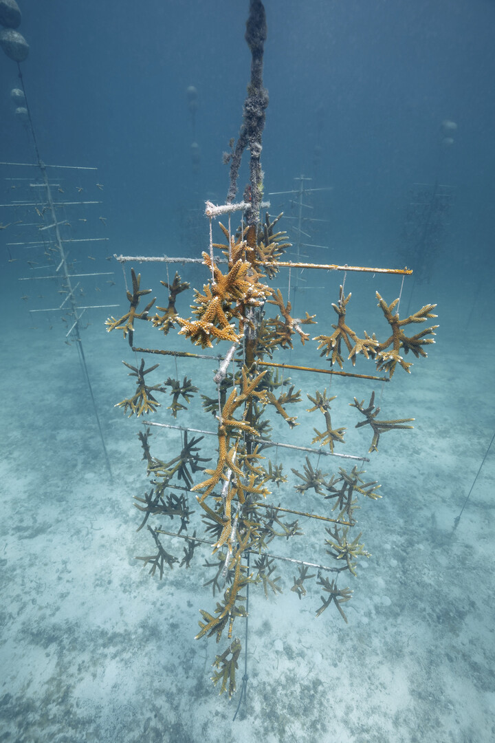 Dans le cadre de son programme global Change for the Better, Oris soutient notamment la Coral Restoration Foundation en Floride.